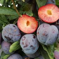 Саджанець слива Бербанк Гігант (диплоїдна) в контейнері